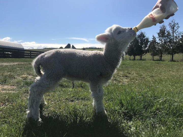 Shearvue Farmstay With Optional Free Farm Experience At 5Pm Fairlie Exterior foto