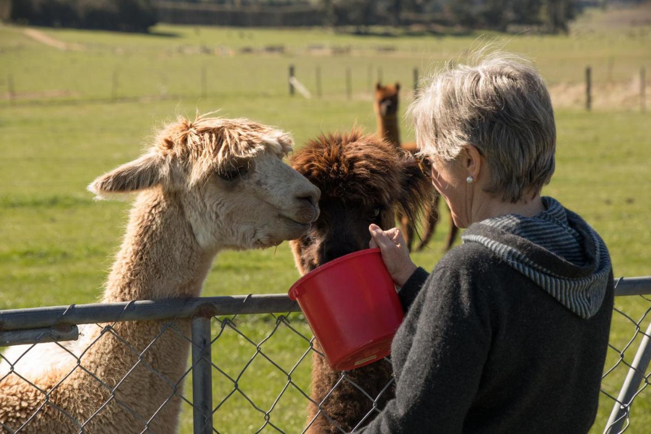 Shearvue Farmstay With Optional Free Farm Experience At 5Pm Fairlie Exterior foto